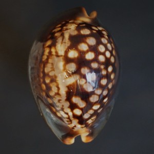 Muszla porcelanki Cypraea (Mauritia) mauritiana (Linne, 1758) n.27