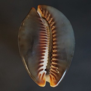 Muszla porcelanki Cypraea (Mauritia) mauritiana (Linne, 1758) n.27