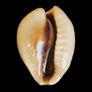 Muszla porcelanki Cypraea (Muracypraea) mus (Linne, 1758) n.18