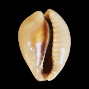 Muszla porcelanki Cypraea (Muracypraea) mus (Linne, 1758) n.19