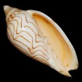 DSC06400.JPG