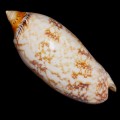 DSC06407.JPG