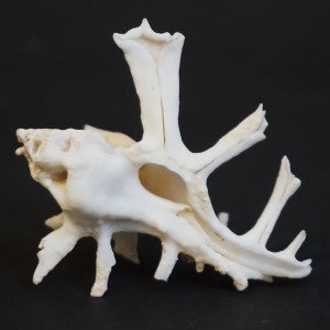 Muszla rozkolca Homalocantha zamboi (Burch & Burch, 1960) n.1