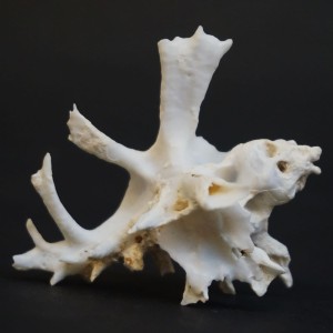 Muszla rozkolca Homalocantha zamboi (Burch & Burch, 1960) n.1