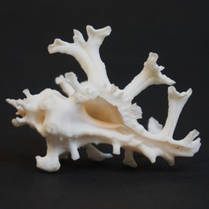 Muszla rozkolca Homalocantha zamboi (Burch & Burch, 1960) n.3