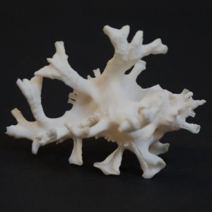 Muszla rozkolca Homalocantha zamboi (Burch & Burch, 1960) n.3