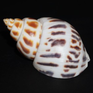 Muszla Babylonia areolara (Link, 1807) XXL