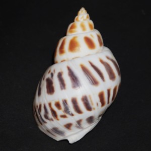 Muszla Babylonia areolara (Link, 1807) XXL