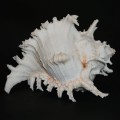 DSC06581.JPG