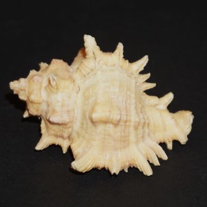 Muszla rozkolca Hexaplex (Trunculariopsis) saharicus (Locard, 1897)