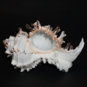 Muszla rozkolca Hexaplex cichoreum (Gmelin, 1791) n.3