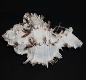 Muszla rozkolca Hexaplex cichoreum (Gmelin, 1791) n.3