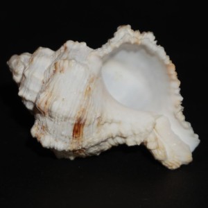 Muszla rozkolca Hexaplex duplex canariensis (Nordsieck, 1975)