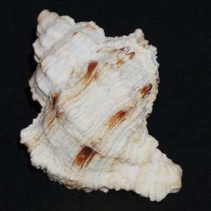 Muszla rozkolca Hexaplex duplex canariensis (Nordsieck, 1975)