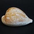DSC06593.JPG