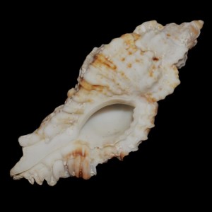 Muszla rozkolca Naquetia cumingii (Adams, 1853)