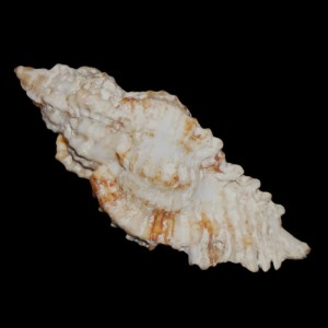 Muszla rozkolca Naquetia cumingii (Adams, 1853)