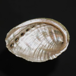 Muszla uchowca Haliotis tuberculata tubrculata (Linne, 1758) n.3