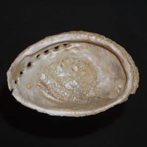 Muszla uchowca Haliotis tuberculata tubrculata (Linne, 1758) XXL