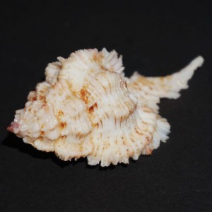 Muszla rozkolca Chicomurex pseudosuperbus (Houart, Moe & Chen, 2015) n.4