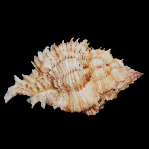 Muszla rozkolca Chicomurex superbus (Sowerby III, 1889) n.6