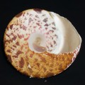 DSC06716.JPG