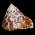 DSC06718.JPG