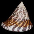 DSC06721.JPG
