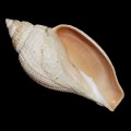 DSC06725.JPG