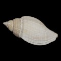 DSC06733.JPG