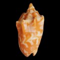 DSC06748.JPG