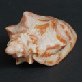 DSC06770.JPG