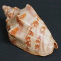 DSC06771.JPG