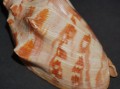 DSC06775.JPG