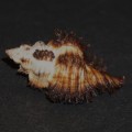 DSC06804.JPG
