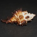 DSC06806.JPG