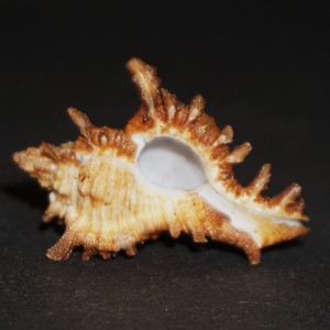 Muszla rozkolca Chicoreus (Triplex) banksii (Sowerby II, 1841) n.2