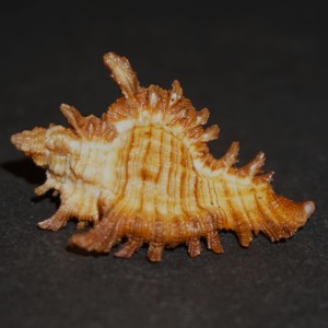 Muszla rozkolca Chicoreus (Triplex) banksii (Sowerby II, 1841) n.2