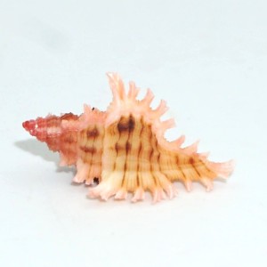 Muszla rozkolca Chicoreus (Triplex) dodongi (Houart, 1995)