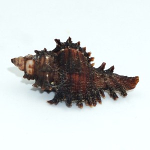 Muszla rozkolca Chicoreus (Triplex) dunni (Petuch, 1987)