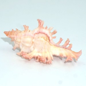 Muszla rozkolca Chicoreus (Triplex) nobilis (Shikama, 1977) n.2