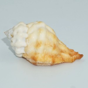 Muszla Vitularia miliaris (Gmelin, J.F., 1791)