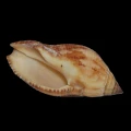 DSC06949.JPG