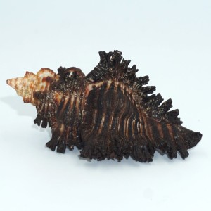 Muszla rozkolca Chicoreus (Triplex) brunneus (Link, 1807) n.4