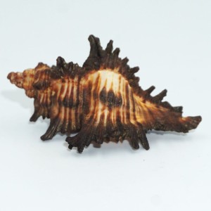 Muszla rozkolca Chicoreus (Triplex) brunneus (Link, 1807) n.6