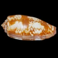 DSC06983.JPG