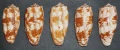 DSC06981.JPG