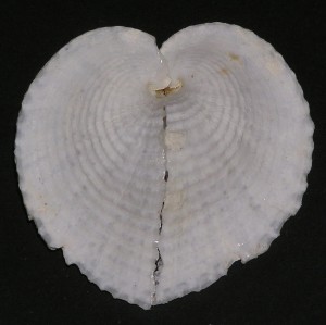 Muszla sercówki Corculum cardissa (Linne, 1758) L3