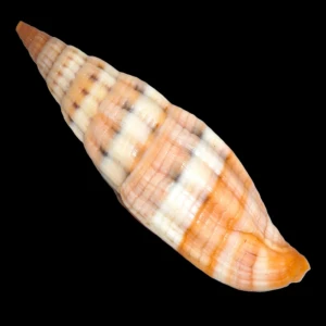 Muszla Vexillum dennisoni (Reeve, 1844) n.2