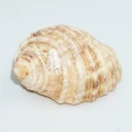 DSC07021.JPG
